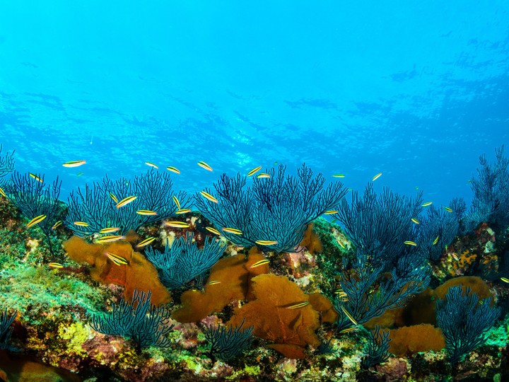 Cabo Pulmo