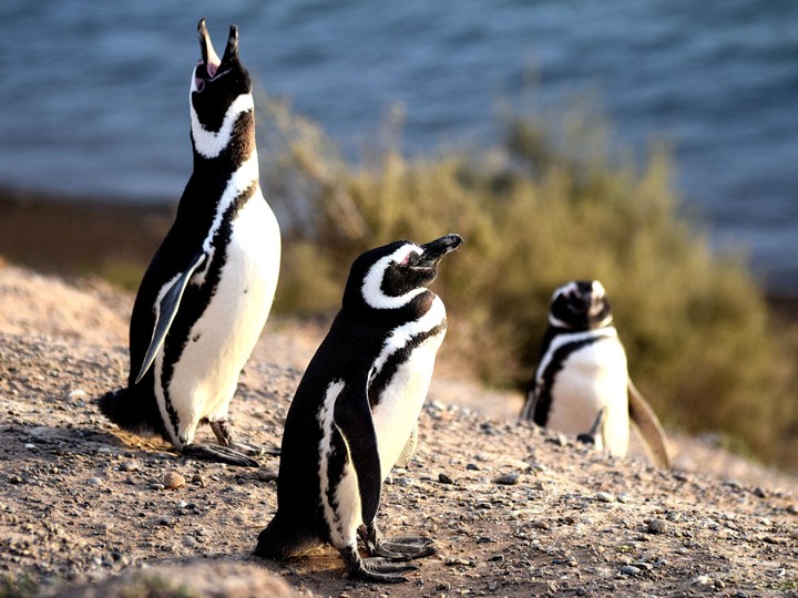 Punta Tombo