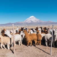 Sajama