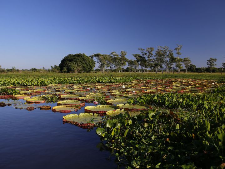 Pantanal Matogrossense, Brazylia, atrakcje turystyczne, wycieczka, opinie