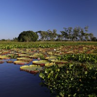 Matogrossense