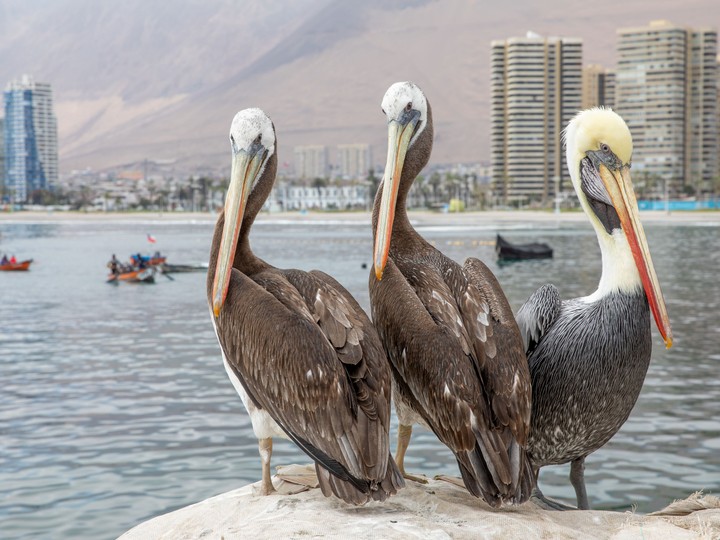 Iquique