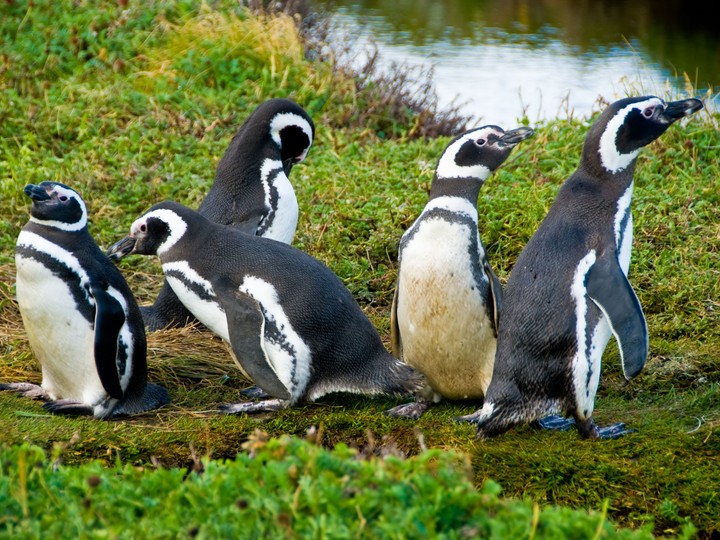 Punta Arenas