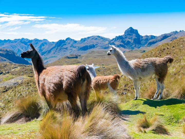 Cajas