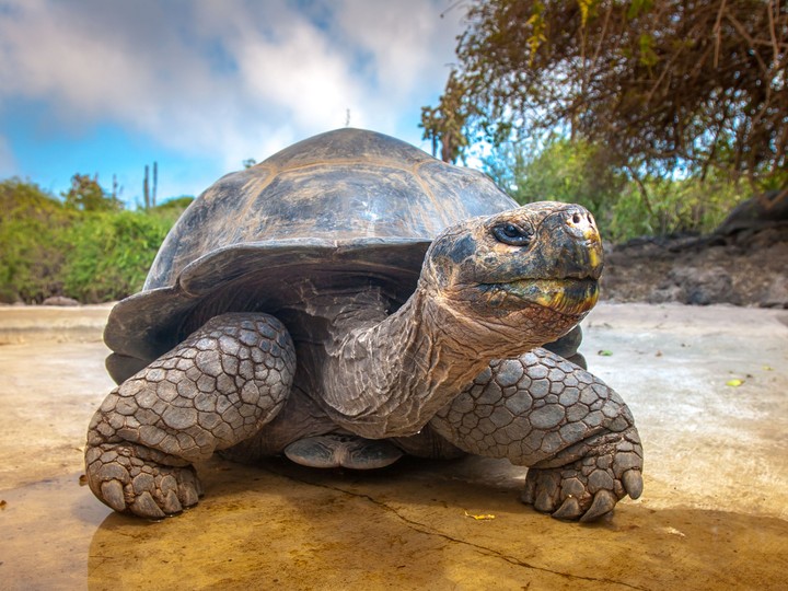 galapagos