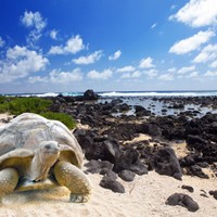 Shell Beach