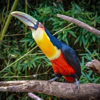 Paraguayo Pantanal