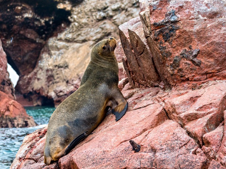 Islas Ballestas