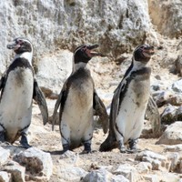 Ballestas