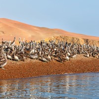 Ballestas