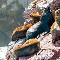 Ballestas