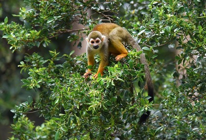 Surinam