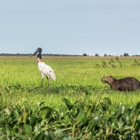 Los Llanos