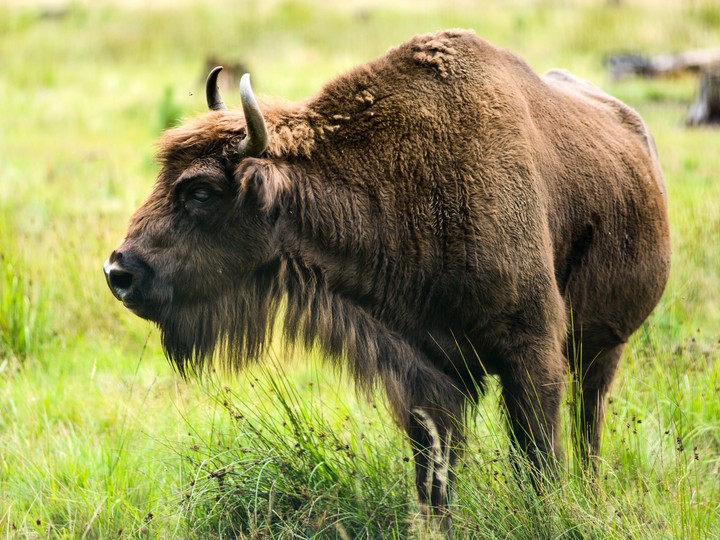 Puszcza Białowieska