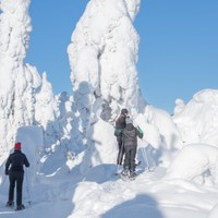 Koli