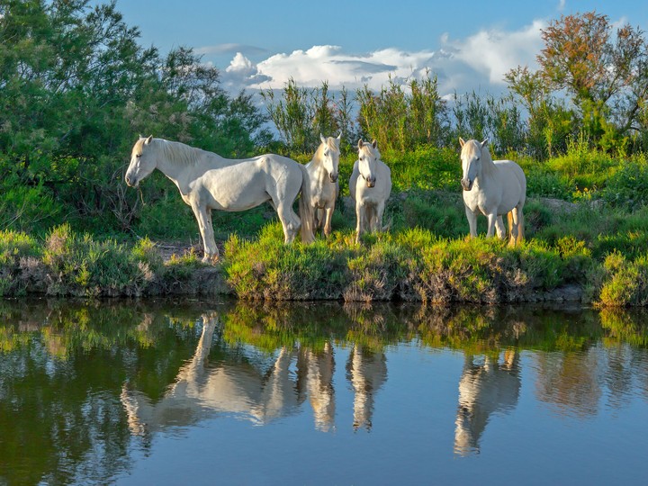 Camargue