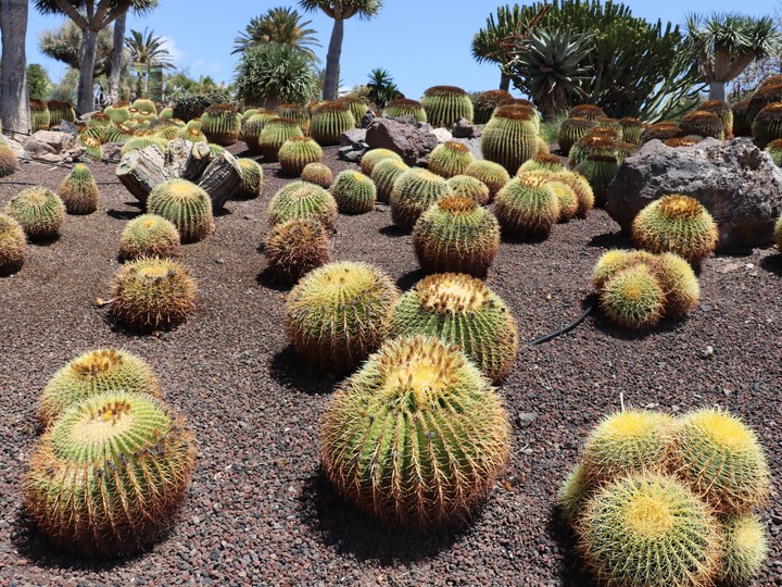 Fuerteventura Oasis Park
