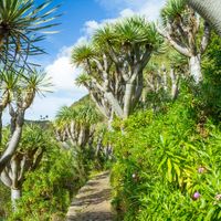 Gran Canaria Jardin Canario