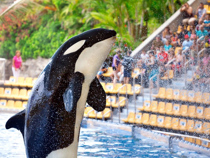 Teneryfa Loro Parque