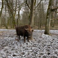 Puszcza Białowieska