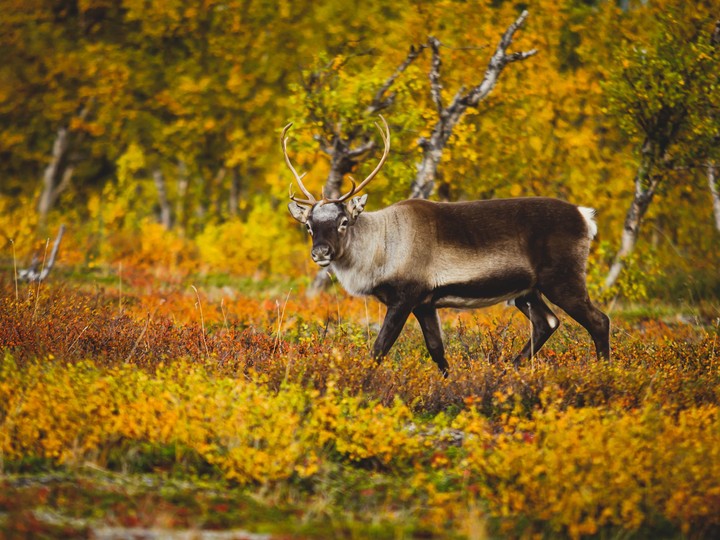 Abisko, Szwecja
