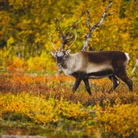 Abisko
