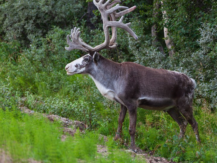 jokkmokk