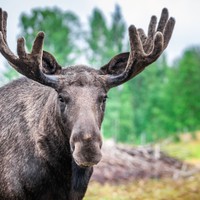 Kiruna