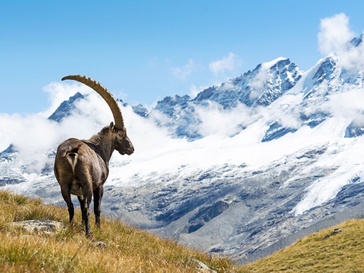 Gran Paradiso
