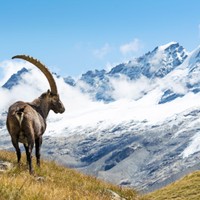 Gran Paradiso